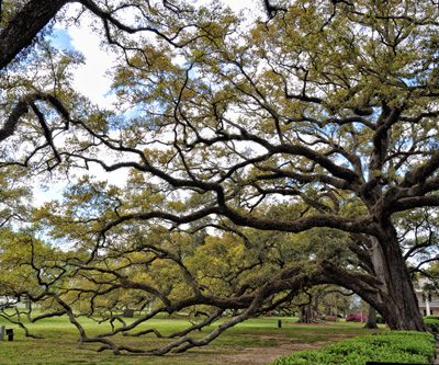 Alcohol and Drug Facility Near Slidell - victory addiction recovery center - louisiana tree