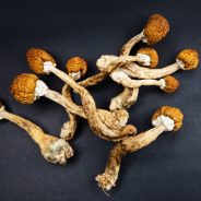 What Are Magic Mushrooms? Are They Addictive?