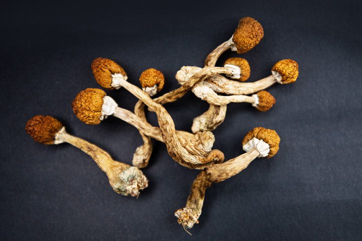 pile of psilocybin mushrooms on a dark background - magic mushrooms