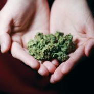Highly Potent Marijuana Is Creating Addictions