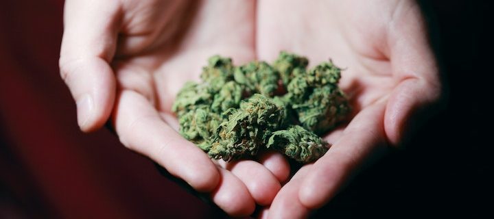 Highly Potent Marijuana Is Creating Addictions