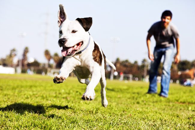 dog playing at park with owner